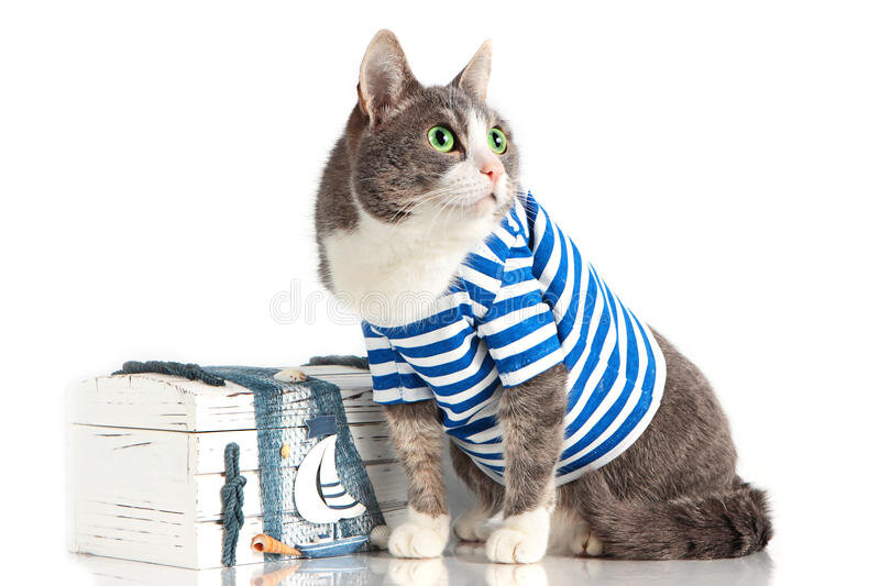 chat-gris-dans-le-costume-de-marin-sur-le-fond-d-isolement-avec-le-coffre-40970982