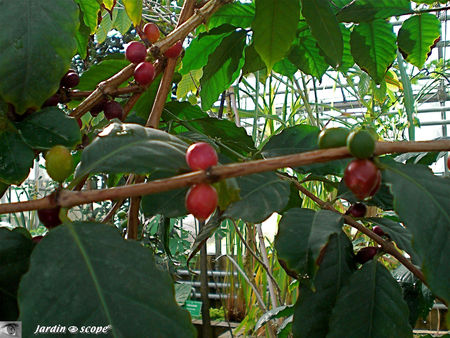 CIMG1407_Cafeier