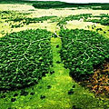 Ecouter l'émission en VIDEO - Industrialisation, sécheresse, souffrance au travail : la <b>forêt</b> <b>française</b> en crise..