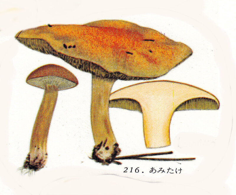 IHx 1 pl 37 216 Boletus bovinus