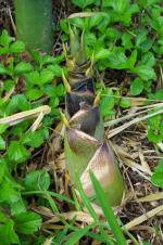 photo 39- tres jeune turion de Bambusa vulgaris