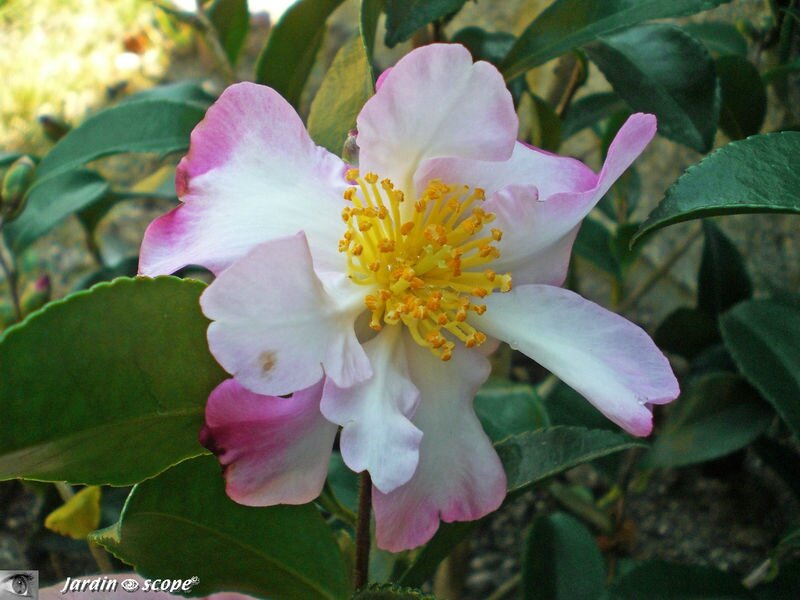 Camélia d'automne • Camellia Sasanqua Versicolor