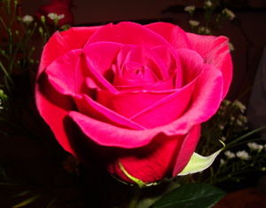 2009_Rose_011