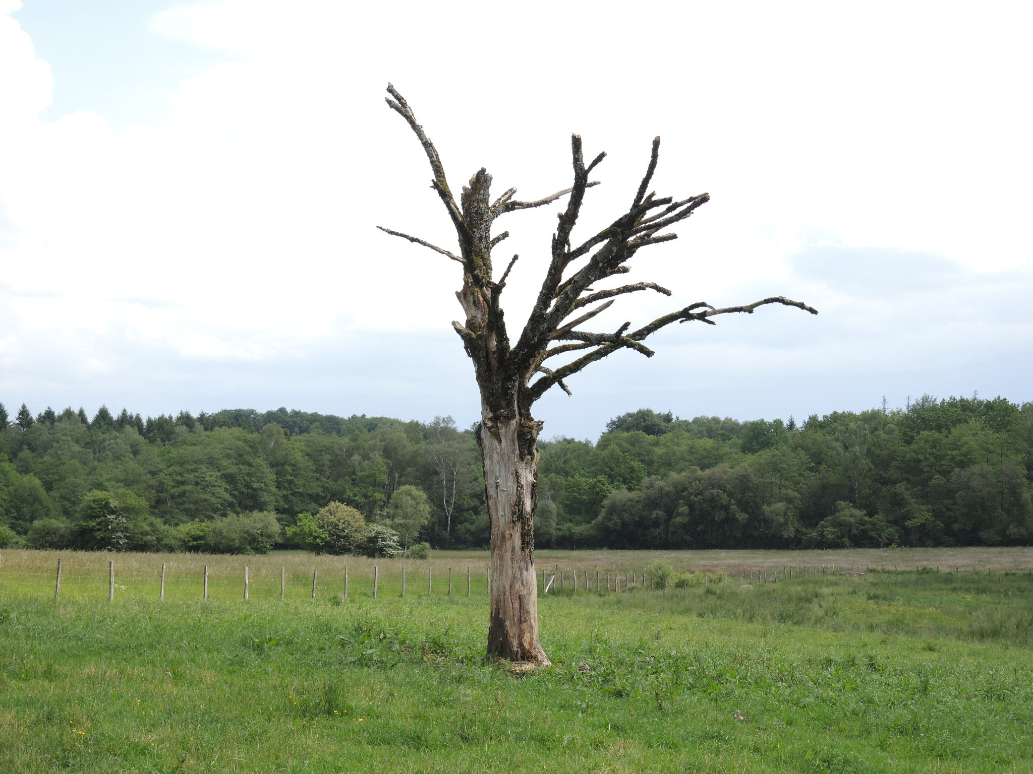 Sur la route, un arbre (23)