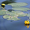 Grand <b>nénuphar</b> jaune = un lac en santé