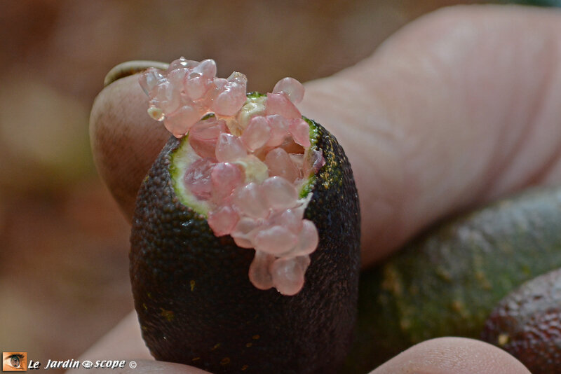 Citrons-Caviar-1