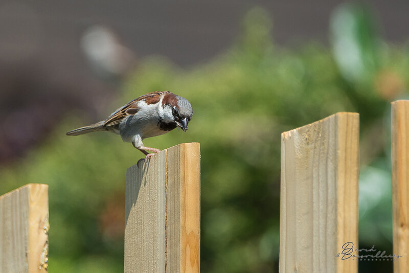 Moineau domestique