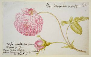 Maria_Sibylla_Merian_Stammbuchblatt_mit_Rose_1675