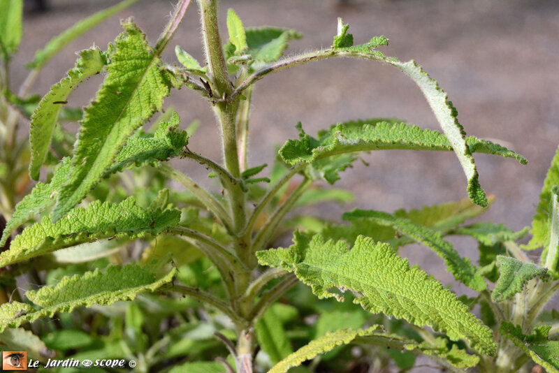 PAT_1984-SALVIA-SPATHACEA