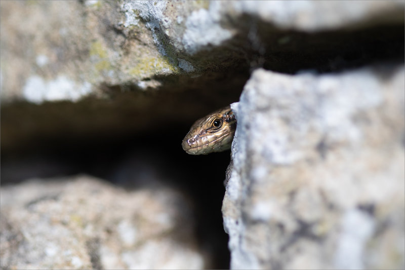 Mur lézard macro 5 280923