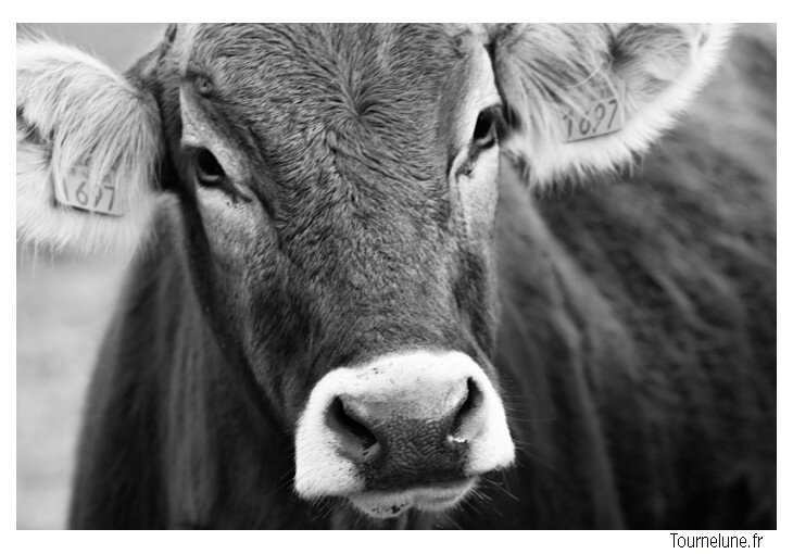 Duo de vaches noir blanc Photo de Vaches part