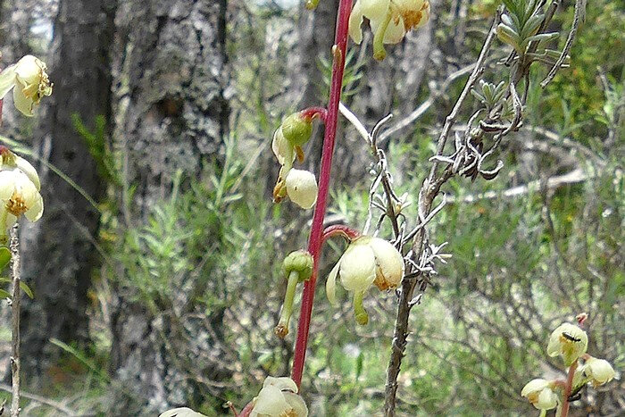 capsules penchées