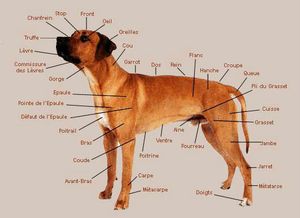 anatomie-chien