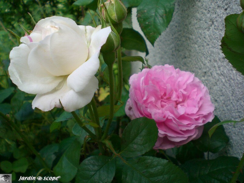 Rosier anglais 'Winchester Cathedral'