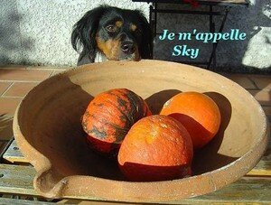 Sky_courges_R
