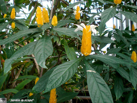 Pachystachys lutea