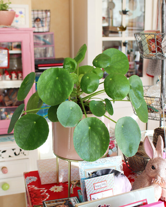 vanillejoliepilea