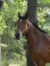 cheval_ivan_centre_equestre_1_small