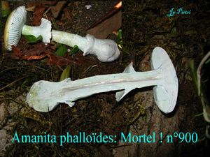 Amanita phalloïdes n°900