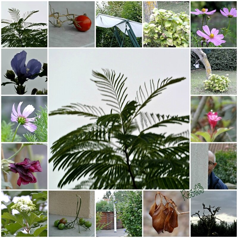 coucou de mon jardinRose63