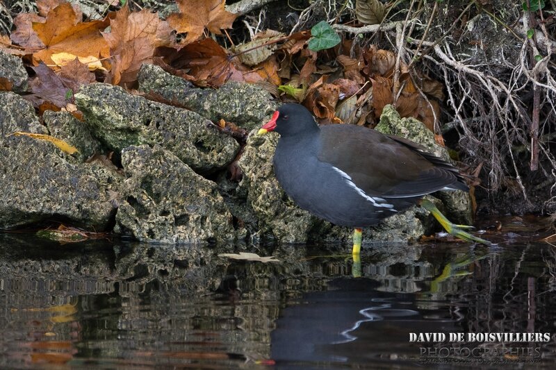 Gallinule Poule-d'Eau (Gallinula Chloropus)