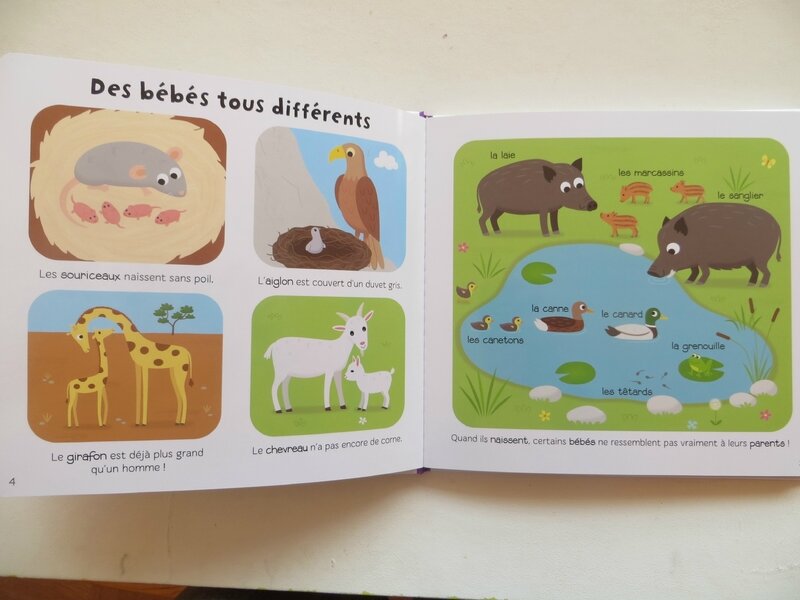 Les bébés animaux 1