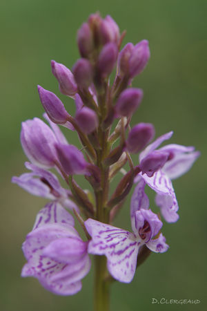 Orchis tacheté