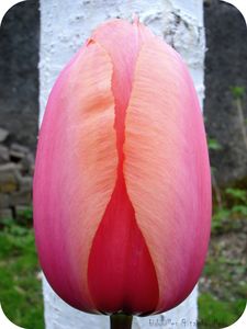 tulipe_rose_orange_220408