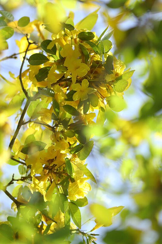 Tabebuia serratifolia