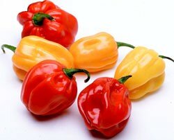 chile_habanero