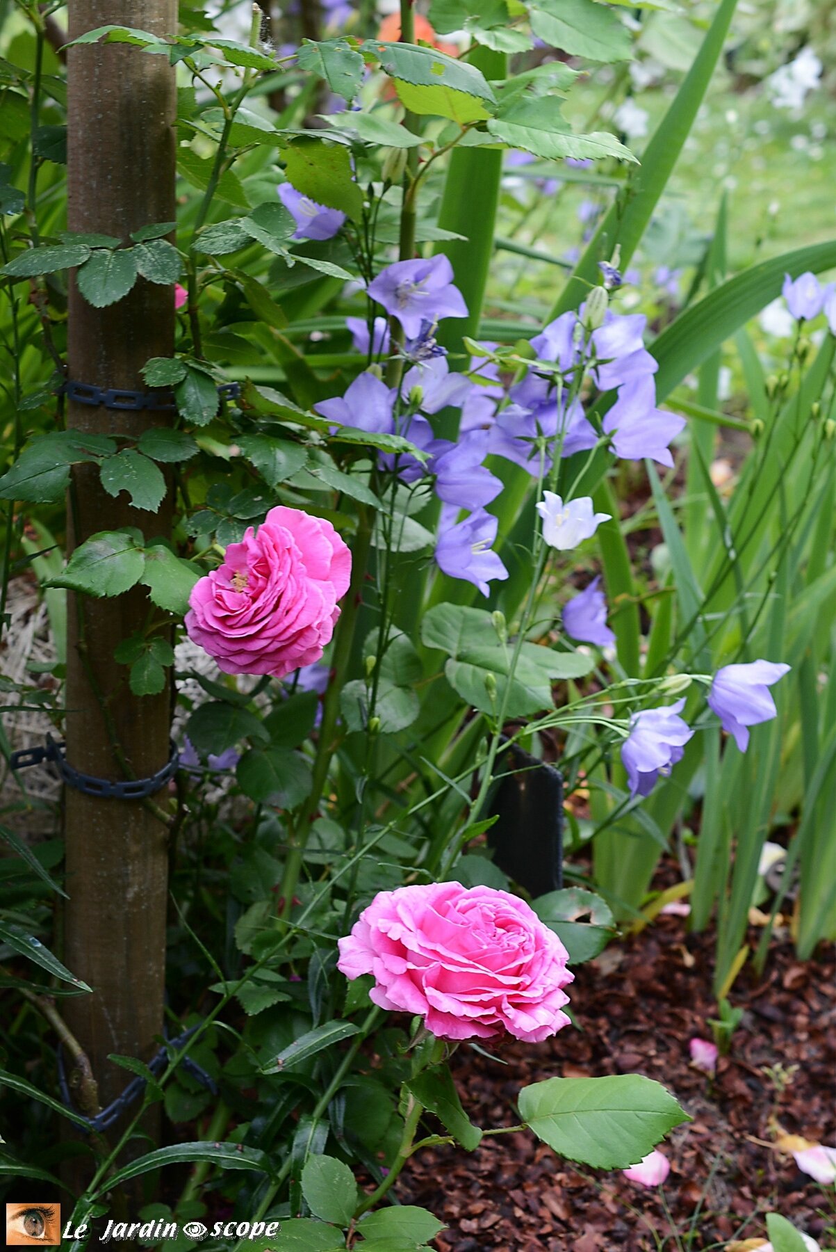 Rosier grimpant Madame Isaac Péreire