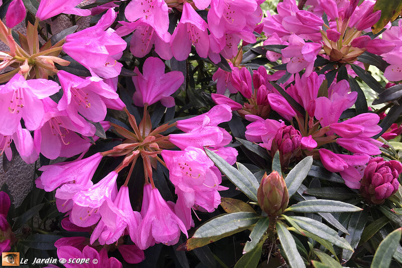 IMG_5858-Rhodo