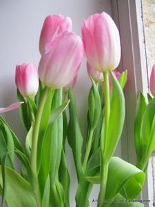 Tulipes____la_Bobin_031