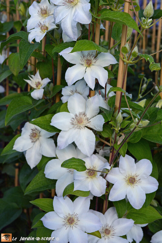 Clématite 'Valge Daam'