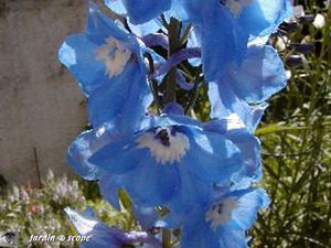 Delphinium_Pacific_Giant__Summer_skies_