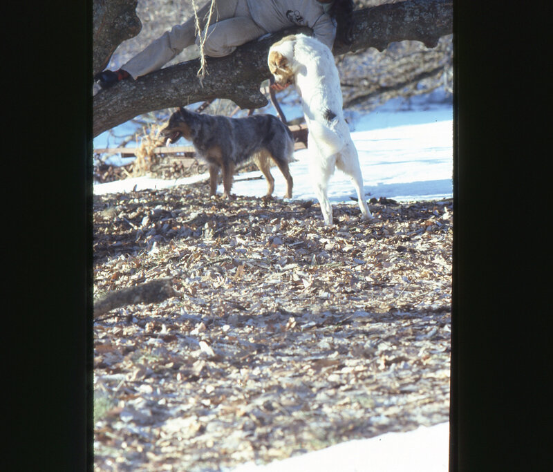 La prade nours et Missou (1)