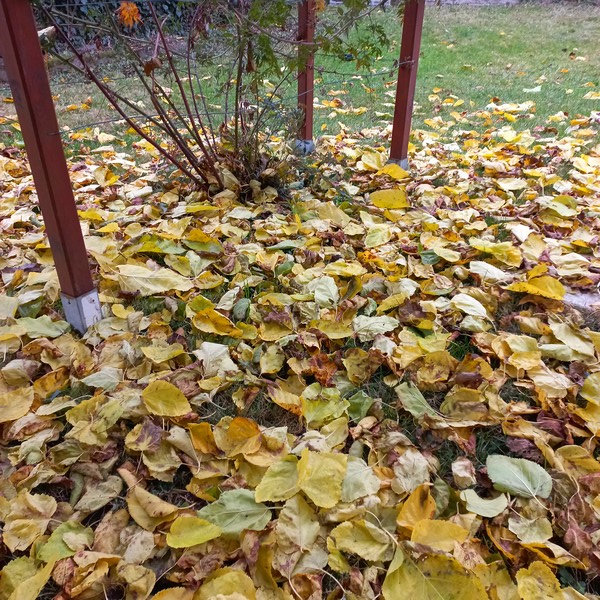 20211120 tapis de feuilles du mûrier