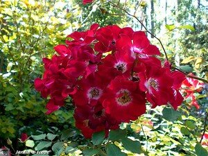 7443_Rosier_rouge