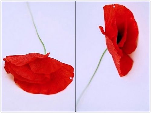 coquelicot_coquelicot