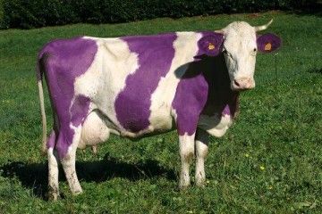 vache_violette