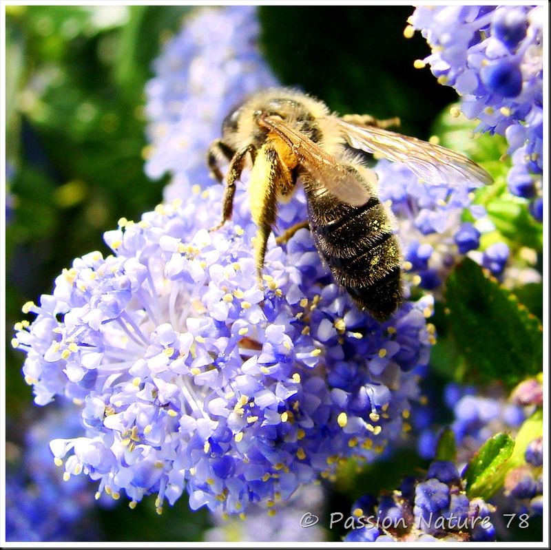 Les abeilles (6)