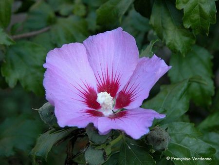 FV-hibiscus_syriacus2110