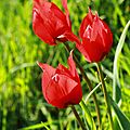 Les tulipe