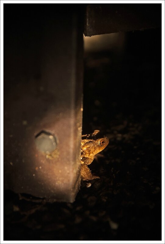 ville crapaud cache soir 160314