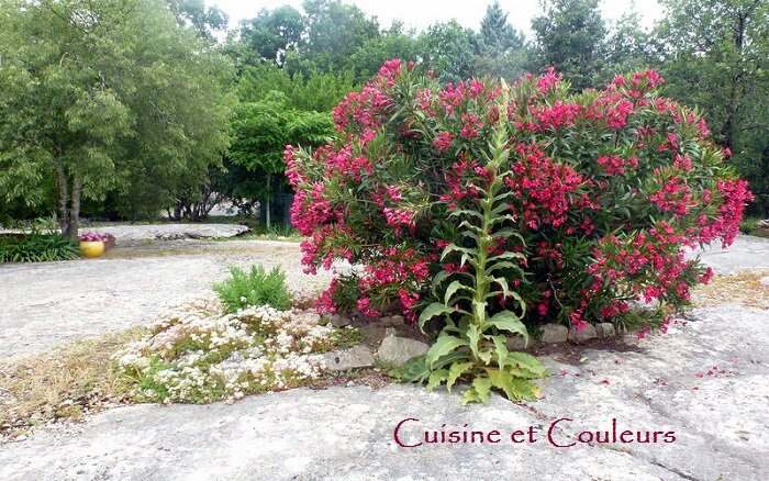 laurier_rose_et_bouillon_blanc