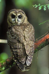 Northern_Spotted_Owl_USFWS_thumb