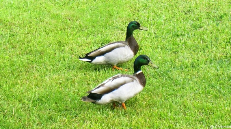 IMG_8086 (2)