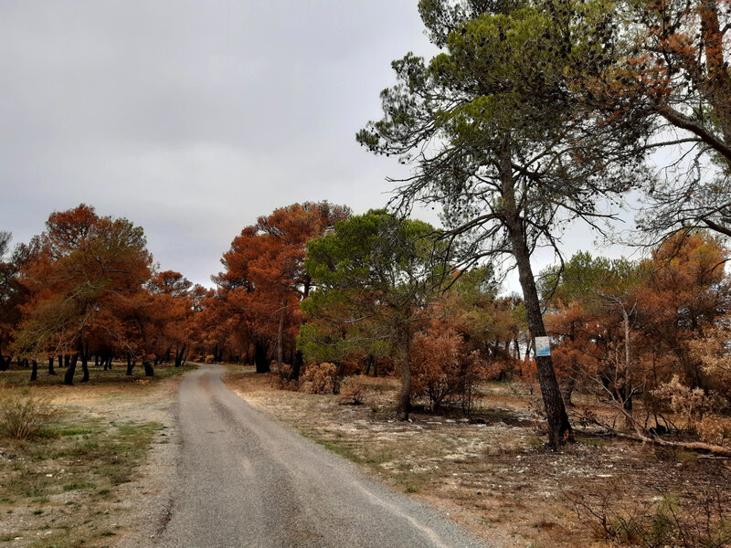 2019-10-04 Foret de Conques sur Orbiel (21)