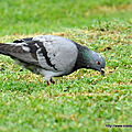 Pigeon biset (Columba livia)