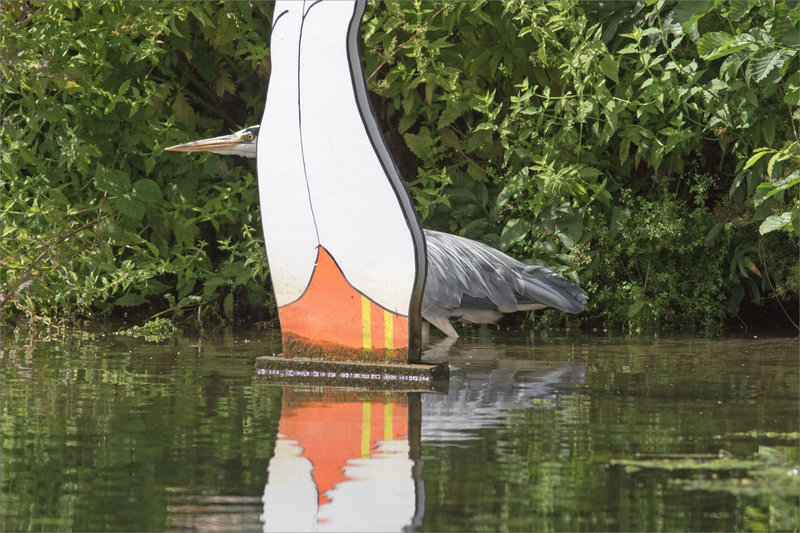 Oiseau héron baigneuse 3 070821